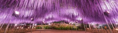 NHẬT BẢN: TOKYO - KAWAGUCHIKO - FUJI - NAGOYA (Hoa tử đằng, 6 ngày)